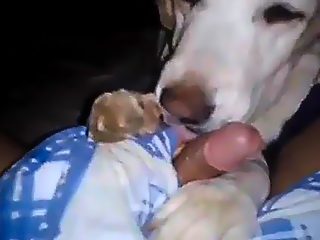 Dog licking man penis