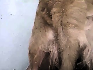 Latina beastiality porn