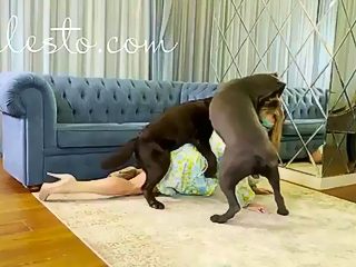 Dog fucks milf