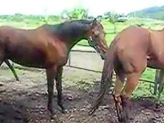 Horse mating porn