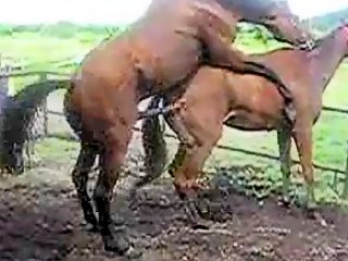Horse mating porn