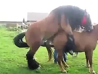 Horse mating porn