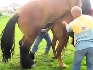Horse mating porn