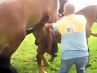 Horse mating porn